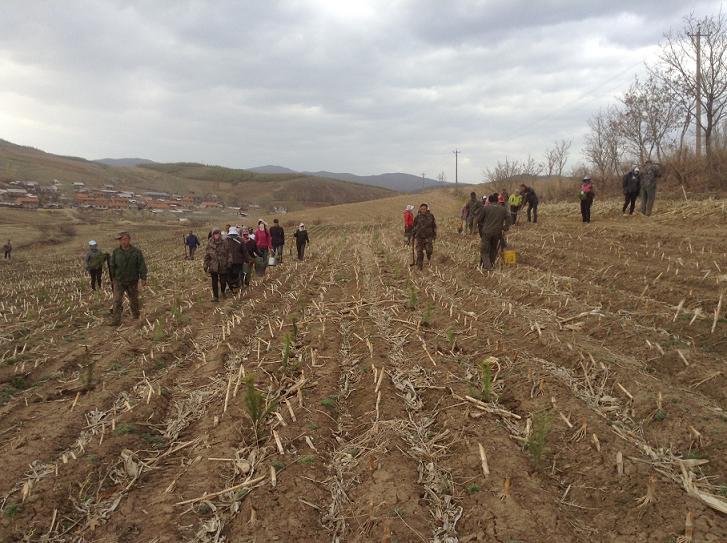 ����צ��ֲ